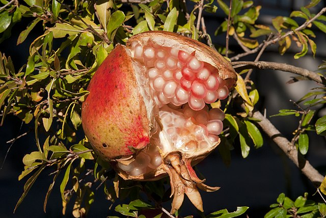 Pomegranates